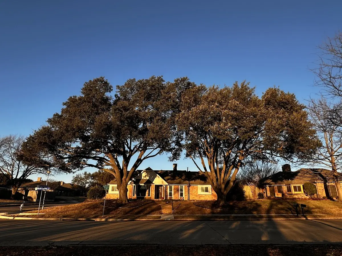 Established residential canopy tree shading a home in Volga