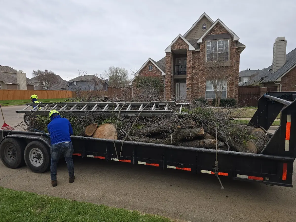 Expert Tree Removal with proper safety equipment in Volga